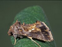 Chrysodeixis chalcites, Golden Twin-spot