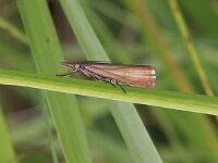 Chrysoteuchia culmella 3, Gewone grasmot, Saxifraga-Peter Meininger