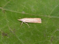 Chrysoteuchia culmella 4, Gewone grasmot, Saxifraga-Peter Meininger