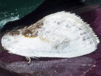 Cilix glaucata 2, Witte eenstaart, Saxifraga-Foto Fitis-Adriaan Dijksen