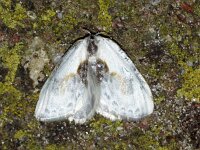 Cilix glaucata 3, Witte eenstaart, Saxifraga-Foto Fitis-Adriaan Dijksen