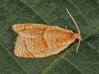 Clepsis rurinana