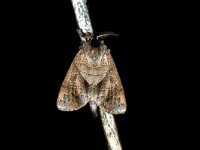 Clostera anastomosis