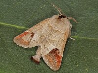 Clostera curtula 5, Bruine wapendrager, Saxifraga-Ab H Baas