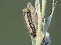 Clostera pigra, Small Chcoclate-tip