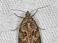 Cnephasia stephensiana