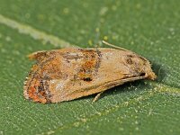 Cochylidia subroseana