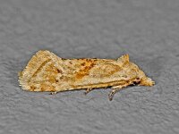 Cochylimorpha straminea