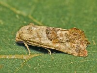 Cochylis hybridella