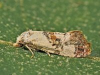 Cochylis posterana
