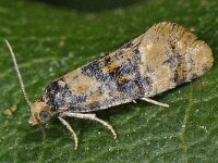Cochylis nana