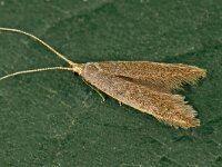 Coleophora  flavipennella