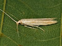 Coleophora albicans