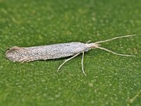 Coleophora anatipenella