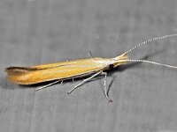 Coleophora congeriella
