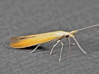 Coleophora coronillae