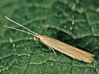 Coleophora glaucicolella