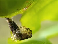 Coleophora kuehnella 4, Blaasjespistoolkokermot, Saxifraga-Ben Delbaere