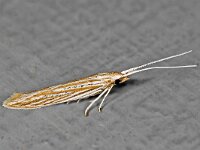 Coleophora nutantella