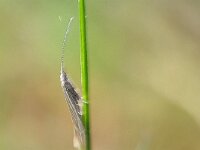 Coleophora otidipennella
