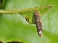 Coleophora serratella