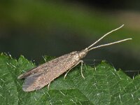 Coleophora serratella 3, Bruingrijze kokermot, Saxifraga-Ab H Baas