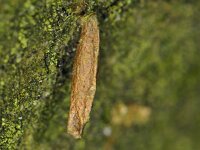 Coleophora serratella 5, Bruingrijze kokermot, Saxifraga-Ab H Baas