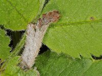 Coleophora siccifolia