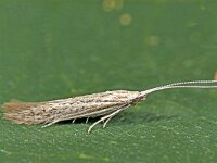 Coleophora succursella