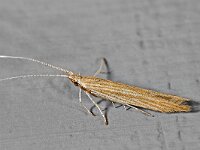 Coleophora trochilella