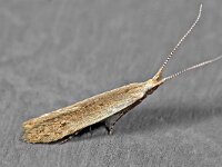 Coleophora unipunctella