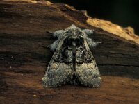 Colocasia coryli, Nut-tree Tussock