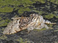 Colocasia coryli 01 #06376 : Colocasia coryli, Hazelaaruil