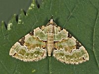 Colostigygia pectinataria