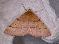 Colotois pennaria, Feathered Thorn