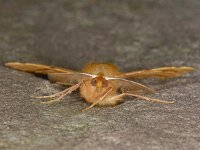 Colotois pennaria 2, Gepluimde spanner, Saxifraga-Ab H Baas