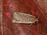 Conistra erythrocephala