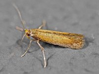 Coptotriche marginea