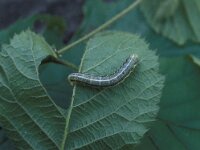 Cosmia trapezina, Dun-bar