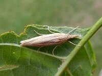 Crambus ericella