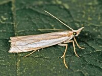 Crambus pascuella