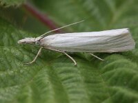 Crambus perlella