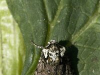 Craniophora ligustri 4, Schedeldrager, Saxifraga-Marijke Verhagen