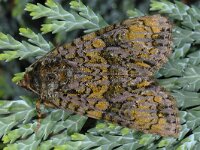 Craniophora ligustri #14135 : Craniophora ligustri, Schedeldrager