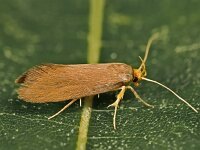 Crassa unitella