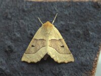 Crocallis elinguaria 3, Kortzuiger, Vlinderstichting-Nely Honig