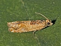 Crocidosema plebejana