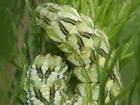 Cucullia chamomillae, Chamomile Shark