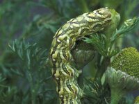 Cucullia chamomillae 2, Kamillevlinder, Vlinderstichting-Nely Honig