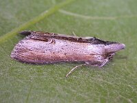 Cucullia scrophulariae